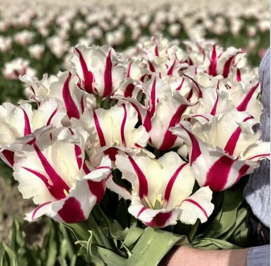 Tulpe 'Alise'