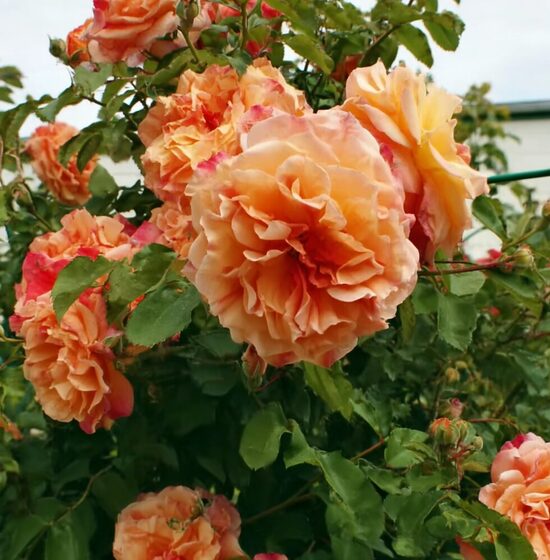 Vīteņroze 'Aloha'