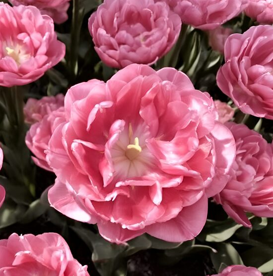 Tulpe 'Aveyron'