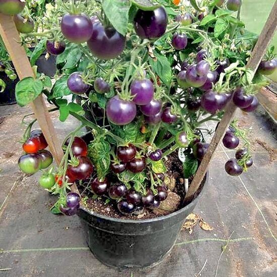 Balkona tomāti “Blaue Zimmertomate” (stāds)