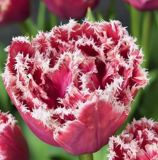 Tulpe 'Brest'