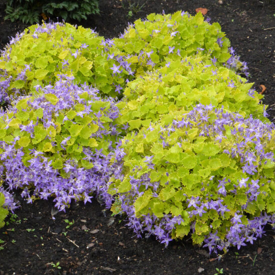 Pulkstenīte 'Dicksons Gold'