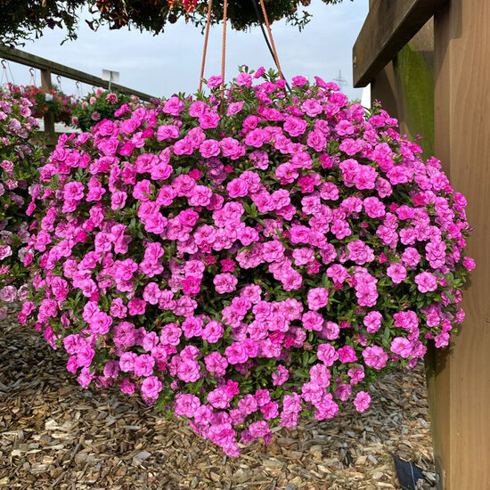 Kalibrahoja 'Calita Double Rosy'