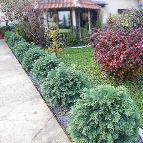 Losona paciprese 'Globosa'