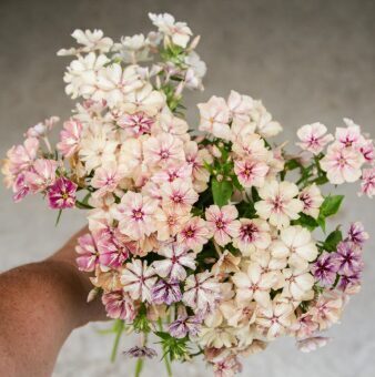 Vasaras floksis 'Creme Brulee'  (pieejams no jūnija)