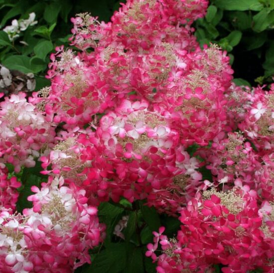 Hortenzija “Diamant Rouge”