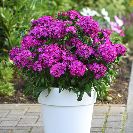 Studentu neļķe 'Jolt Purple'