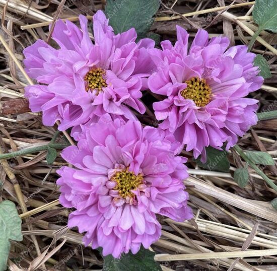 Kosmeja “Double Dutch Rose”