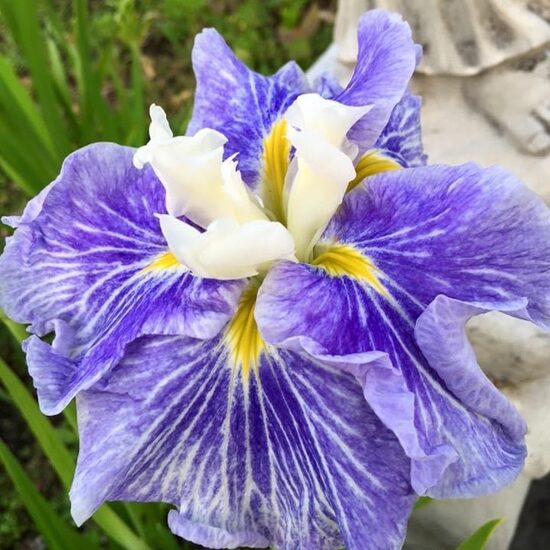 Japānas īriss 'Sugar Dome'