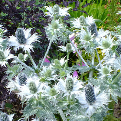 Alpīnā zilpodze “Magical White Lagoon”