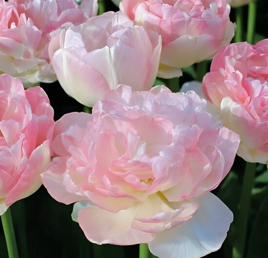 Tulpe 'Finola'