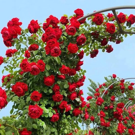 Vīteņroze 'Florentina'