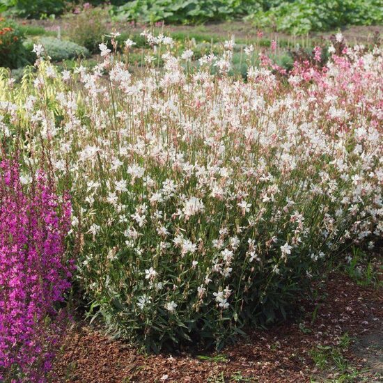 Gaura 'Whirling Butterflies'