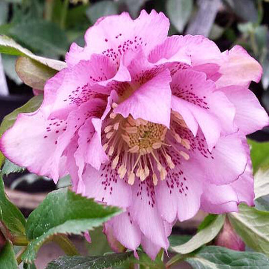 Sniega roze 'Double Ellen Pink Spotted'