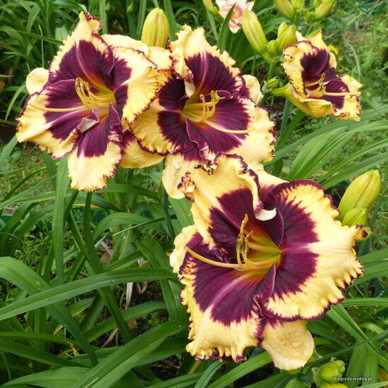 Dienziede 'Tiger Blood'