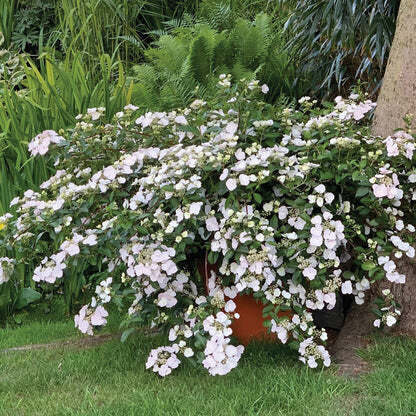 Nokarenā hortenzija 'Fairytrail White'