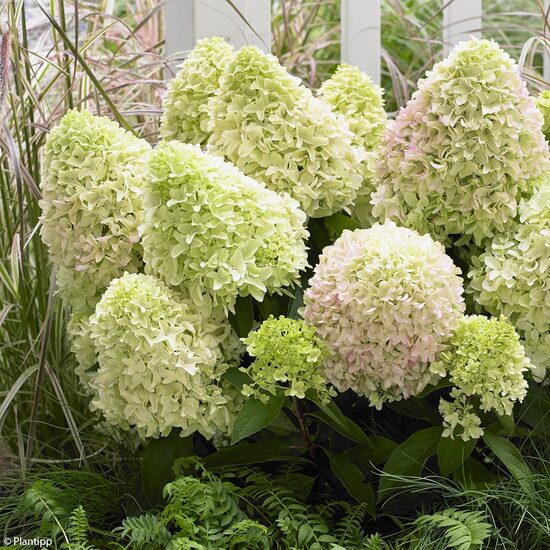 Hortenzija 'Little Fraise' (Piegāde no 20.-22. aprīlim)