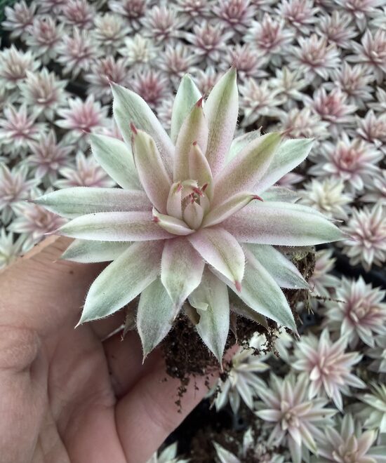 Jaunstāds - saulrietenis “Capricorn”