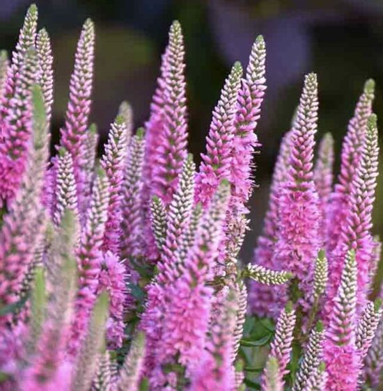 Vārpu veronika “First Love”