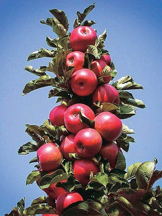 Kolonveida ābele “Elīna”