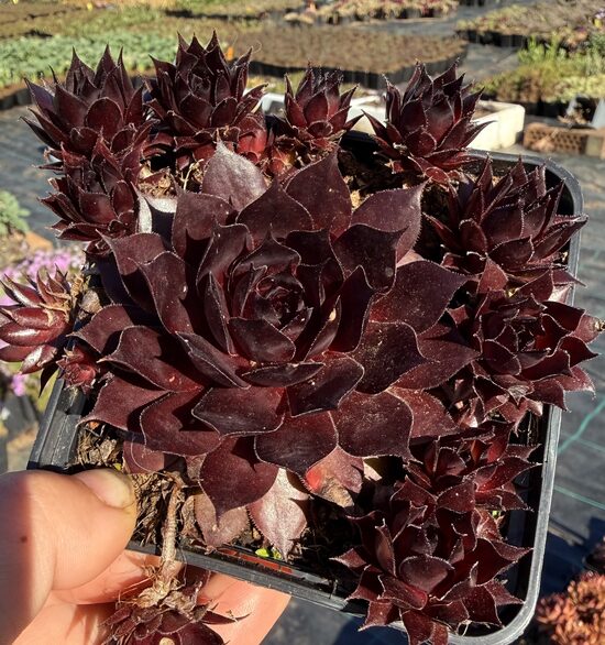 Saulrietenis 'Ruby Rogue'