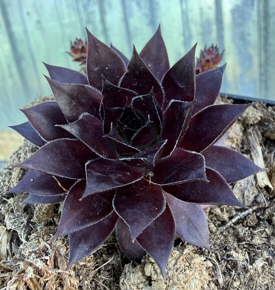 Saulrietenis 'Pineapple Paradise'