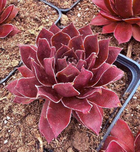 Saulrietenis 'Draco'