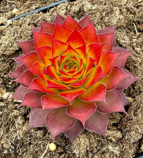 Saulrietenis 'Gold Nugget'