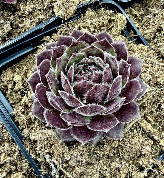 Saulrietenis 'Berry Bomb'