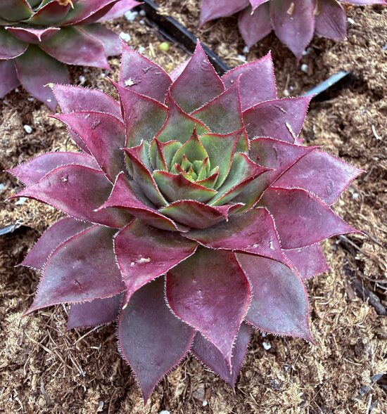 Saulrietenis 'Glacier Blue'