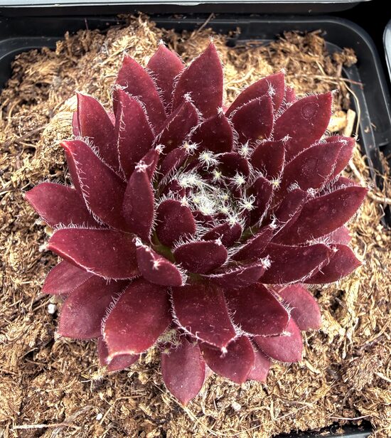 Saulrietenis “Cassiopea”