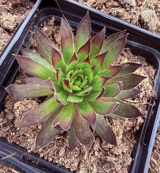 Saulrietenis 'Mint Chocolate Chip'