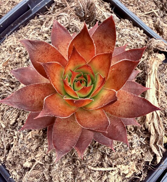 Saulrietenis 'Goldmine'