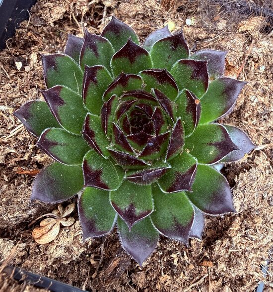 Saulrietenis 'Appletini'
