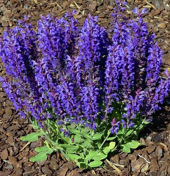 Salvija “Blue Bouquetta”