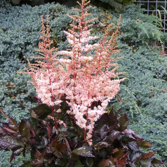 Astilbe “Spotlight”