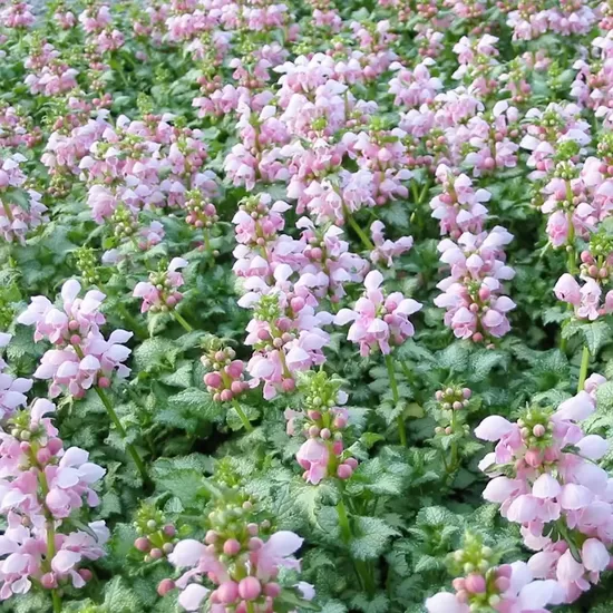 Plankumainā panātre “Pink Pewter”