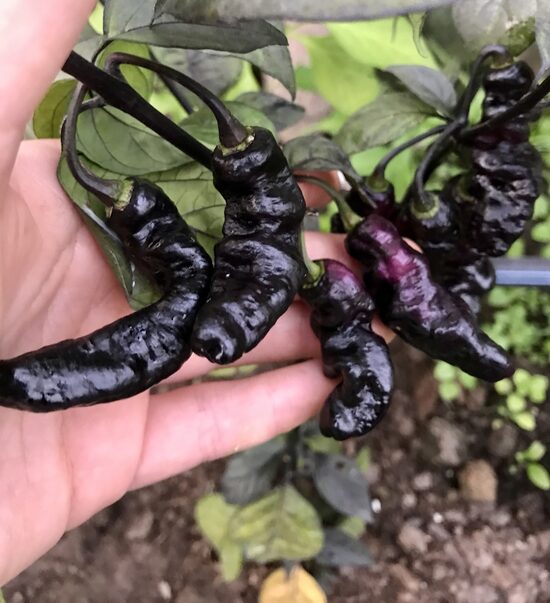 Čili pipari “Rougue Noir”