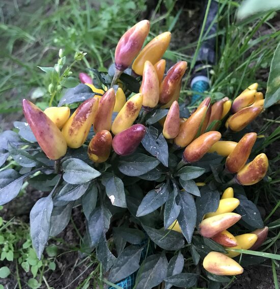 Podu čili pipars “Maya SP Bronze”