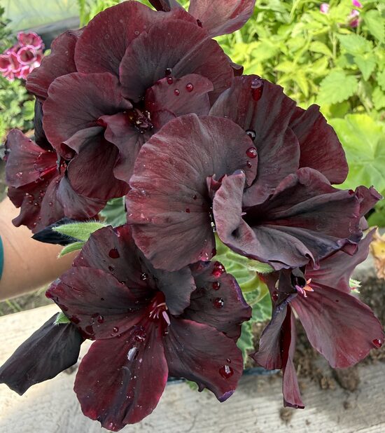 Karaliskā pelargonija “Aristo Black Velvet”