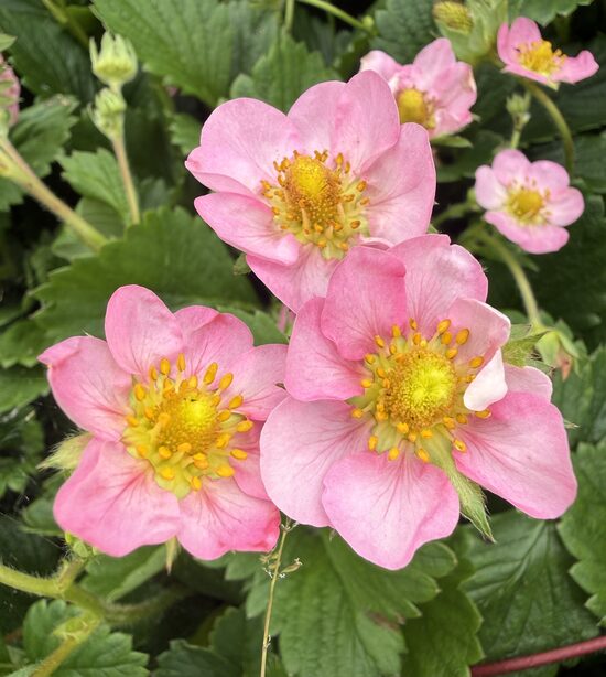 Zemene 'Gasana'  