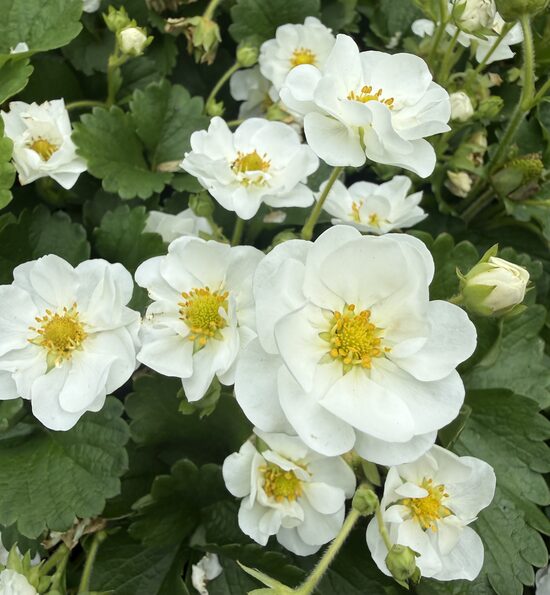 Zemene 'Summer Breeze Snow'  