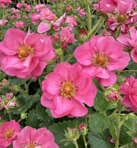 Zemene 'Summer Breeze Rose'  