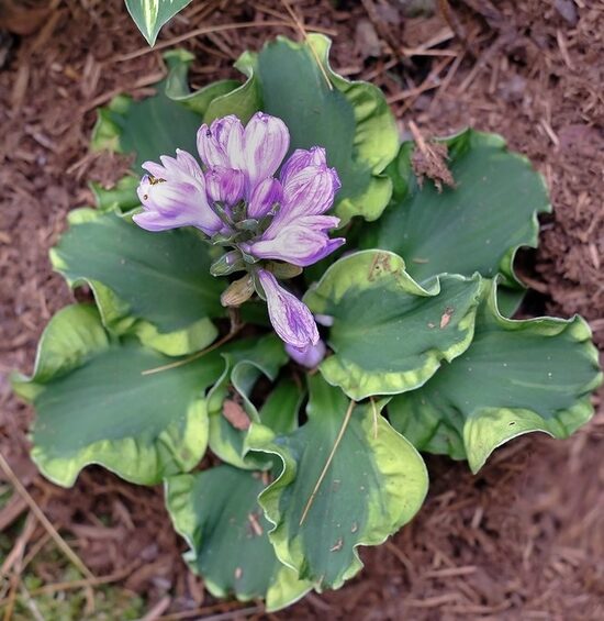 Jaunstāds - Miniatūrā hosta “School Mouse”