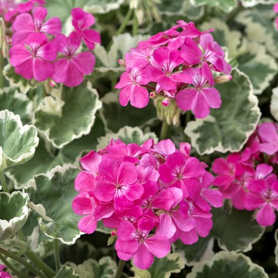 Pelargonija ‘Madame Salleron’
