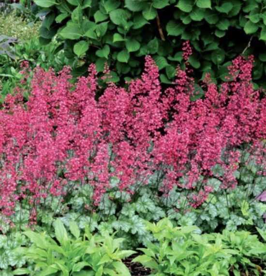 Heuchera 'Palace Purple'