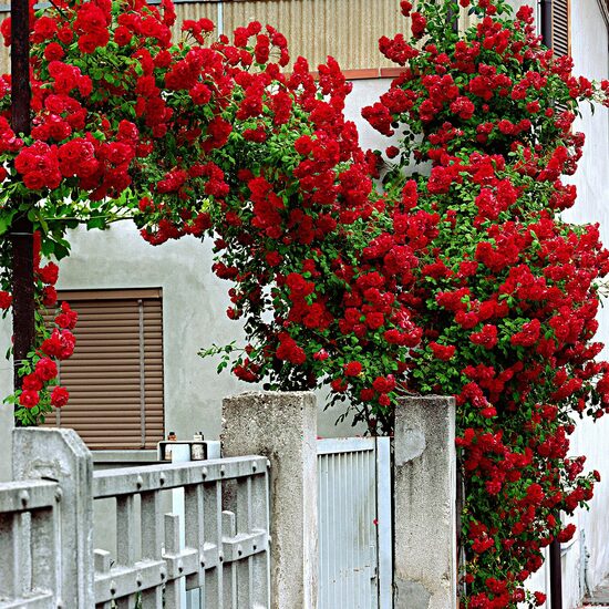 Vīteņroze 'Siluetta Crimson'
