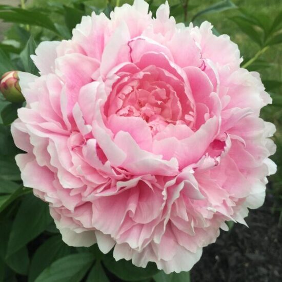Peonija 'Sarah Bernhardt'