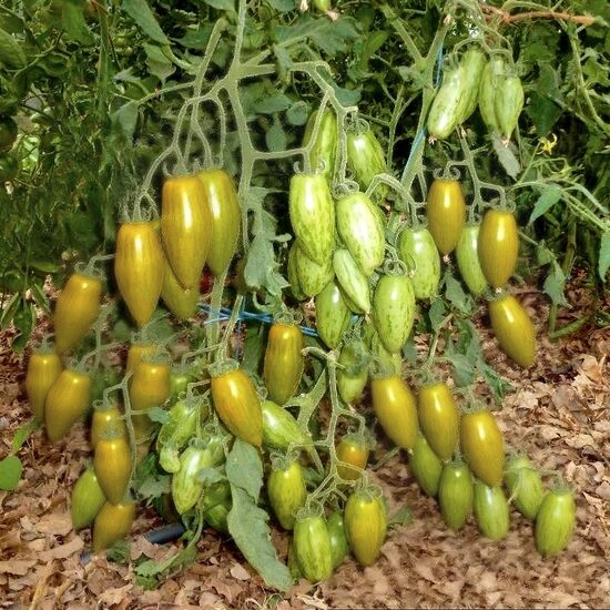 Nokarenie balkona tomāti “Favorie de Bretagne” (stāds)