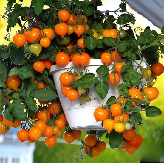 Balkona tomāti “Pendulina Orange” (stāds)